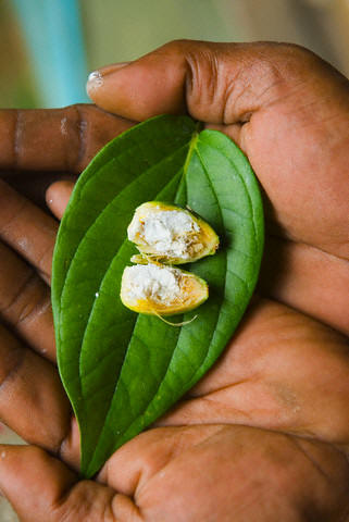 A closeup of betel nut, split and sprinkled with lime powder and ready to chew