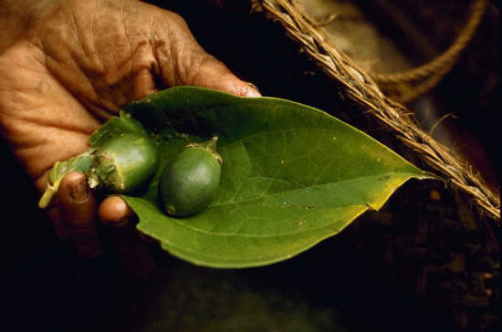 Betel Nuts on a Green Leaf