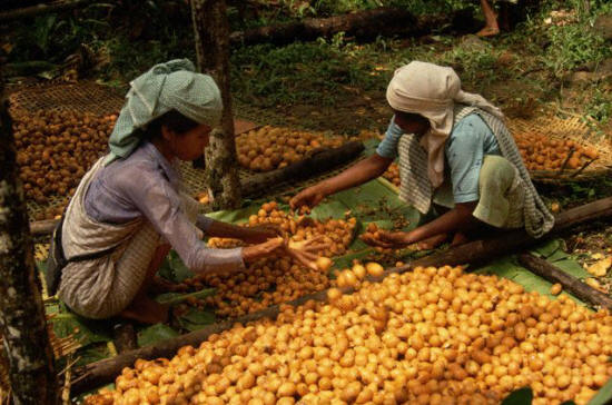 Sorting Betelnuts