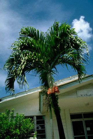 Betel Palm Tree