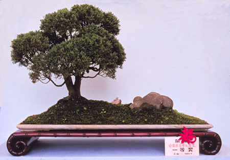 Shimpaku Juniper