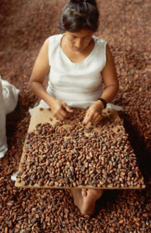 A woman sorts cacao beans