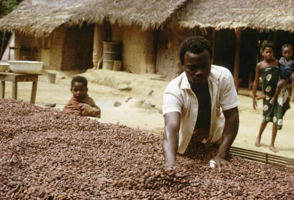 Ashanti Laborer Spreading Cocoa to Dry