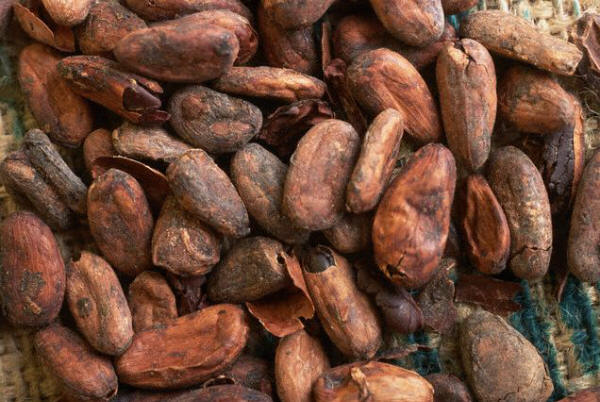 Cocoa Beans with Outer Hulls