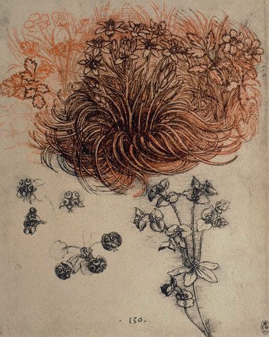 Drawing of Herbaceous Plants by Leonardo da Vinci a. 1500