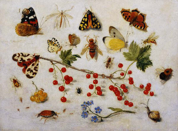 Still Life with Butterflies, Moths and Redcurrants by Jan van Kessel the Younger 1680