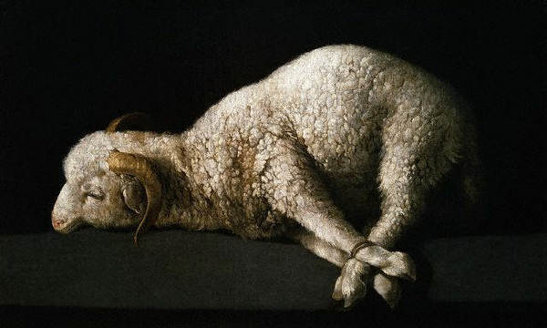 Agnus Dei by Francisco de Zurbaran XVII 