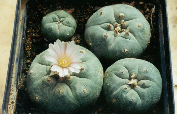  Peyote