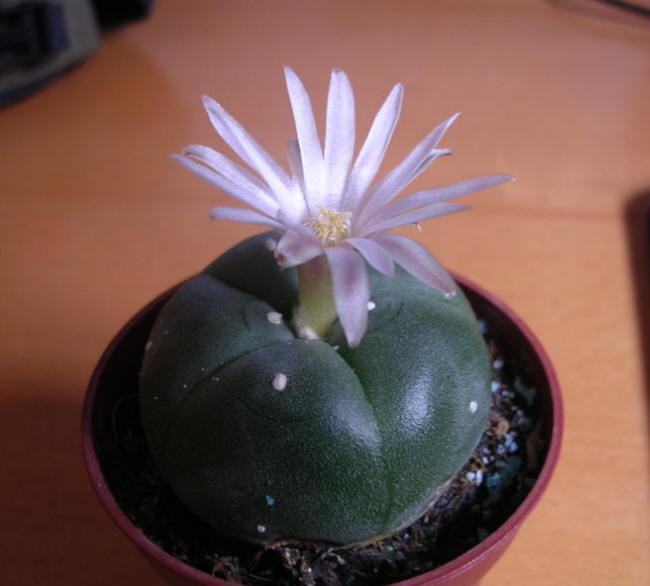  Peyote