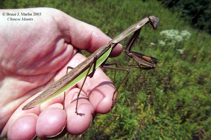 Chinese Mantis