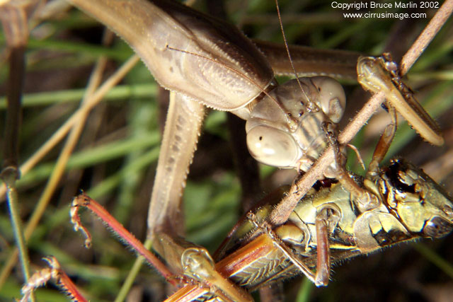 Praying mantis