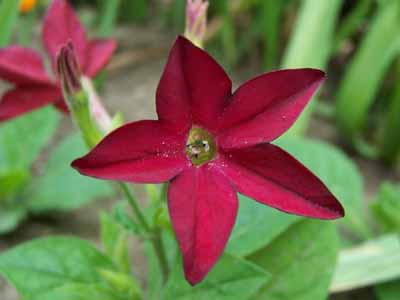 Nicotiana, Flowering Tobacco