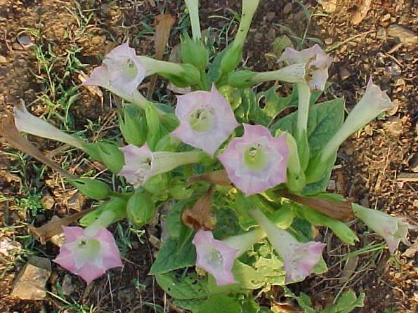 Nicotiana