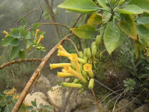 Nicotiana glauca