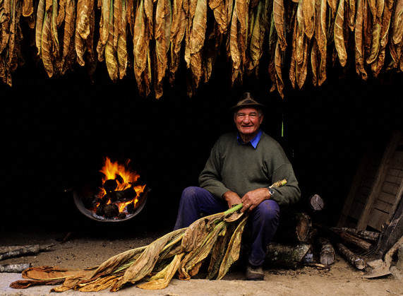 Farmer Drying Tobacco Leaves Over Fire